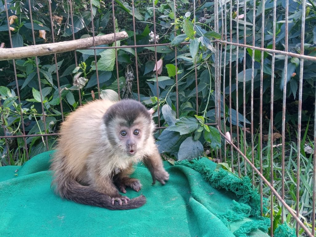 Semace realiza resgate de filhote de macaco-prego em Jaguaribe