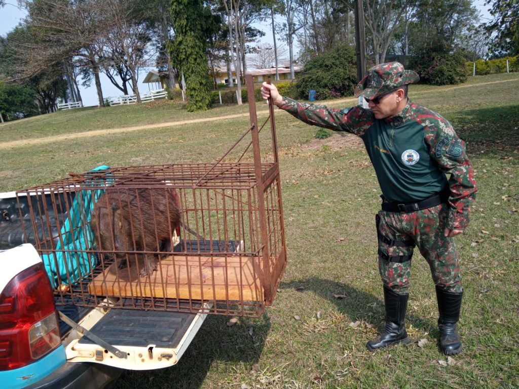 Filhote de macaco-prego foi resgatado pela equipe da PMA – Green Farm