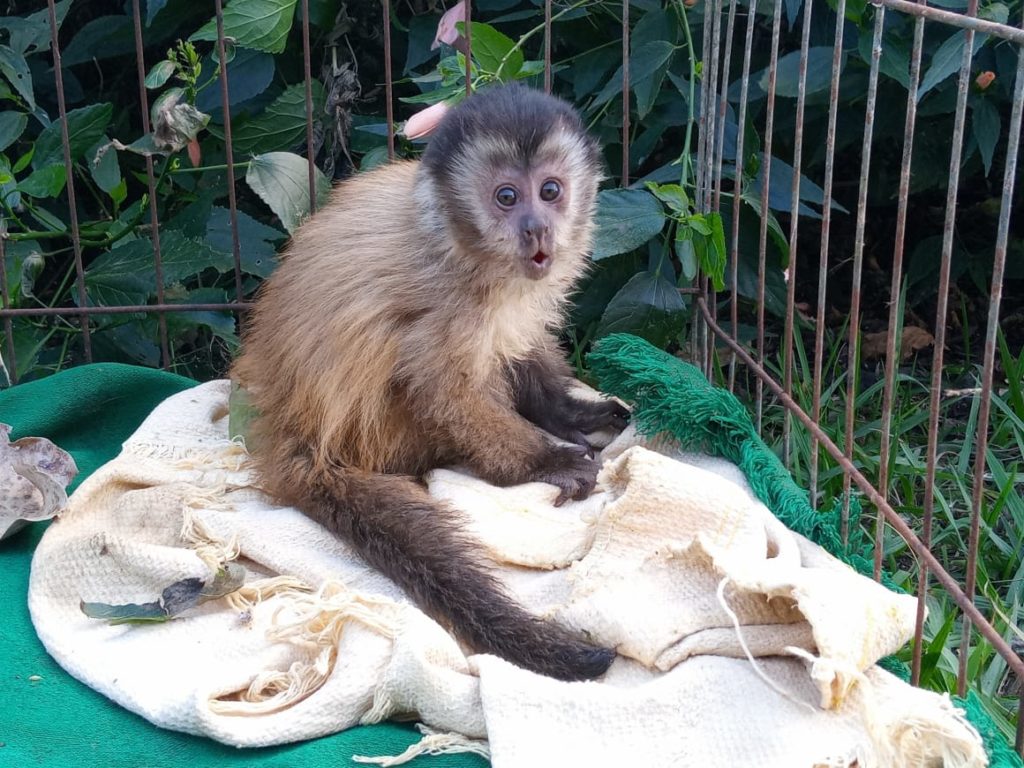 Polícia apreende filhote de macaco-prego que seria vendido, no